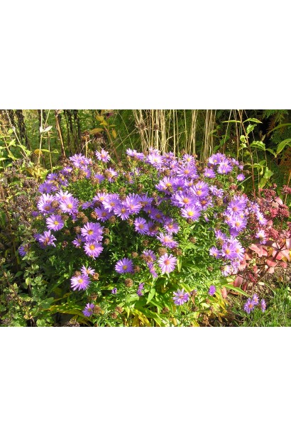 Астра кустовая Эрли Блю в ландшафте